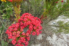 Crassula coccinea
