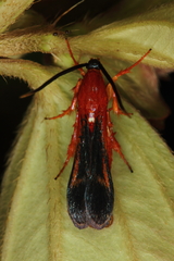 Conopsia bicolor