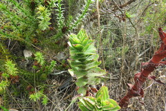 Crassula coccinea