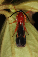 Conopsia bicolor