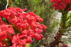 Crassula coccinea