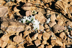 Macgregoria racemigera