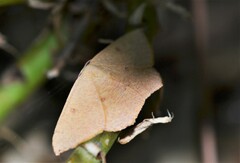 Cyclophora puppillaria