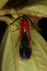 Conopsia bicolor