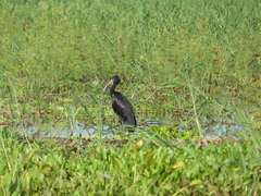 Anastomus lamelligerus