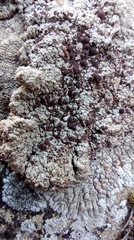 Lecanora campestris