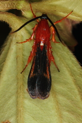 Conopsia bicolor
