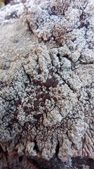 Lecanora campestris