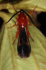 Conopsia bicolor