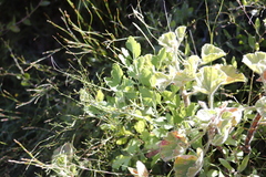 Notobubon galbanum