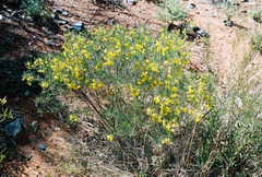 Senna artemisioides artemisioides