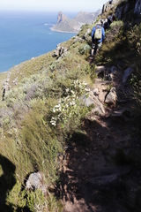 Searsia