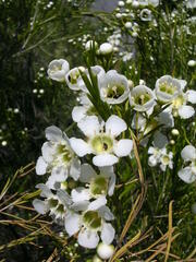 Chamelaucium uncinatum