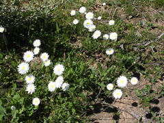 Rhodanthe chlorocephala