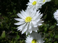 Rhodanthe chlorocephala