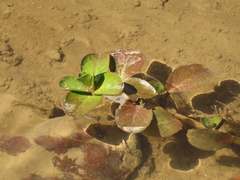 Ludwigia taiwanensis
