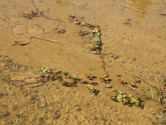 Ludwigia taiwanensis