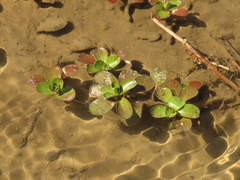 Ludwigia taiwanensis