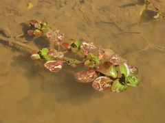 Ludwigia taiwanensis