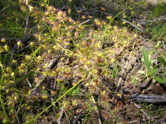 Drosera eremaea