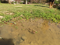Ludwigia taiwanensis
