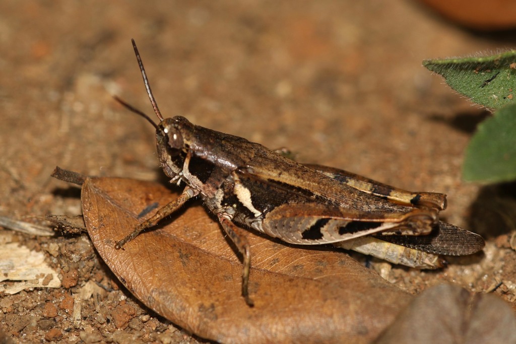 Spur-throated Grasshoppers