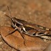 Spur-throated Grasshoppers - Photo (c) Martin Grimm, some rights reserved (CC BY-NC)