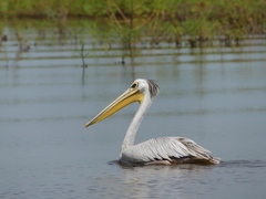 Pelecanus rufescens