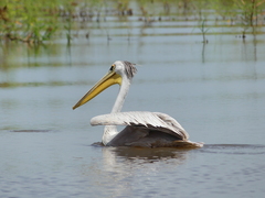 Pelecanus rufescens