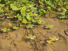 Marsilea minuta