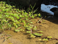 Marsilea minuta