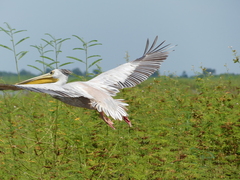 Pelecanus rufescens