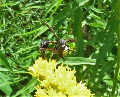 Physocephala furcillata