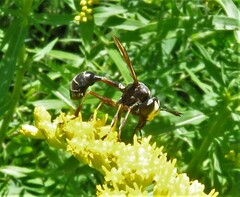 Physocephala furcillata