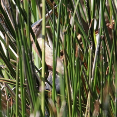 Ixobrychus minutus payesii