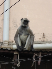Semnopithecus entellus