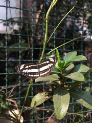 Neptis hylas