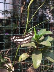 Neptis hylas