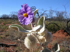 Solanum lasiophyllum