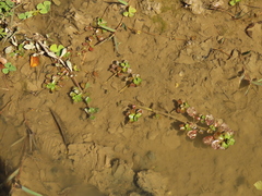 Ludwigia taiwanensis