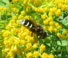 Stratiomys badia