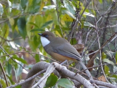 Pterorhinus albogularis