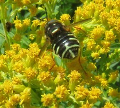 Stratiomys badia