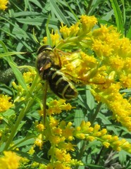 Stratiomys badia