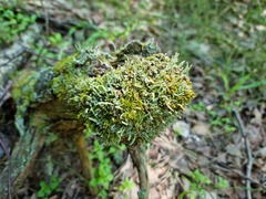 Cladonia coniocraea
