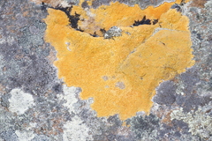 Teloschistaceae
