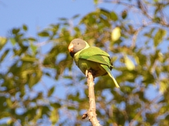 Psittacula himalayana