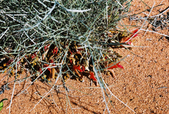 Leptosema chambersii