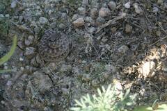 Hypsiglena ochrorhynchus