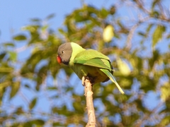 Psittacula himalayana